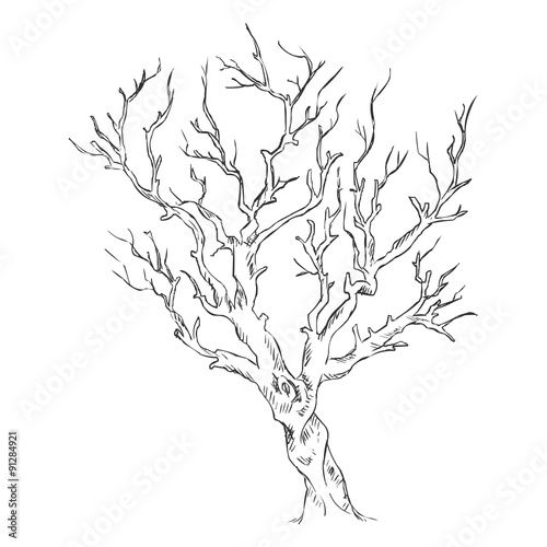 Vector Single Sketch Bare Tree