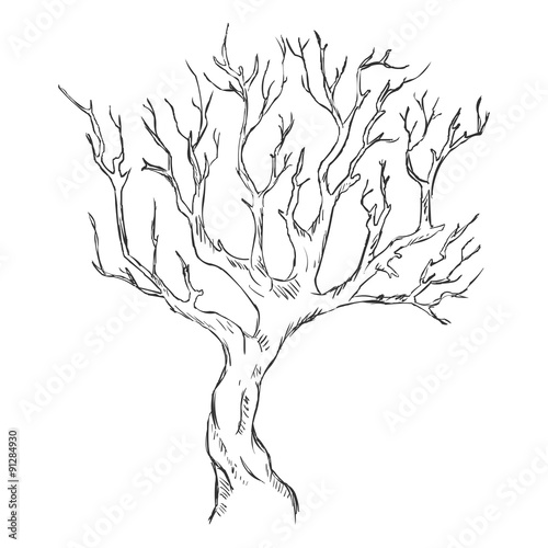 Vector Single Sketch Bare Tree