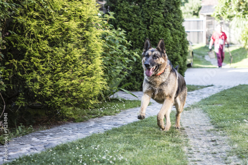 running dog - german shepherd