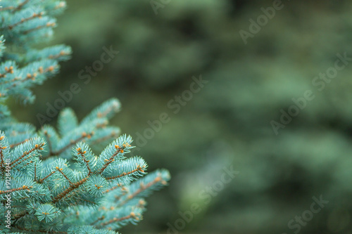 blue spruce in the forest