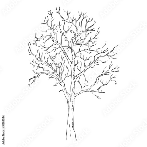 Vector Single Sketch Bare Tree