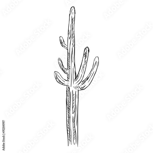 Vector Single Sketch Cacti