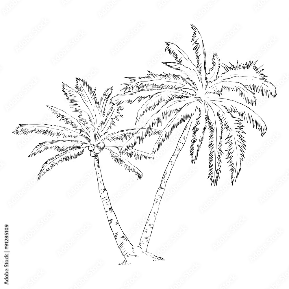 Naklejka premium Vector Single Sketch Palm Tree