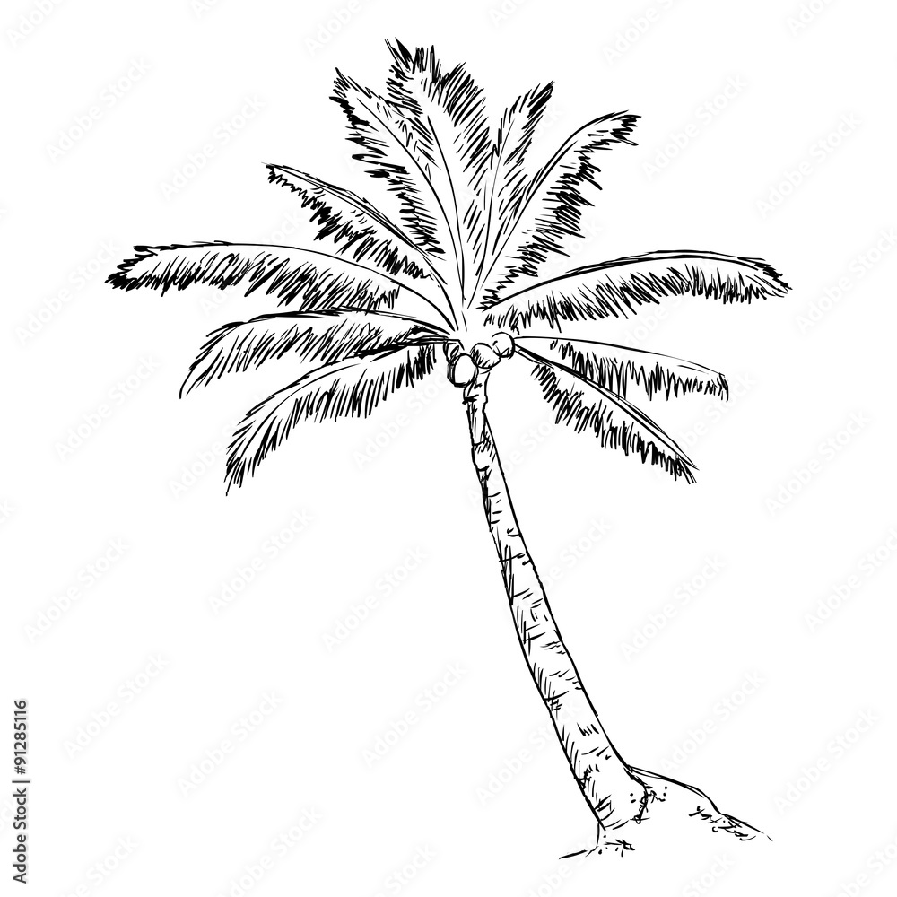Obraz premium Vector Single Sketch Palm Tree