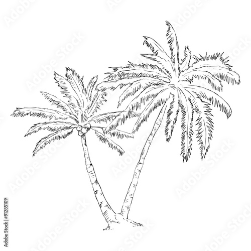 Vector Single Sketch Palm Tree