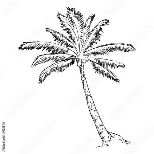 Vector Single Sketch Palm Tree