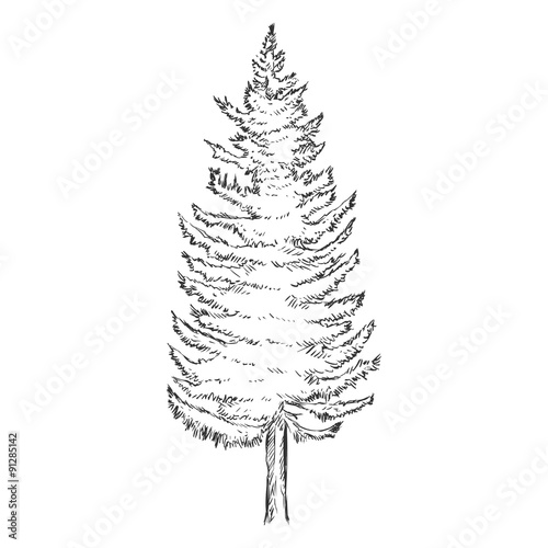 Vector Single Sketch Pine Tree