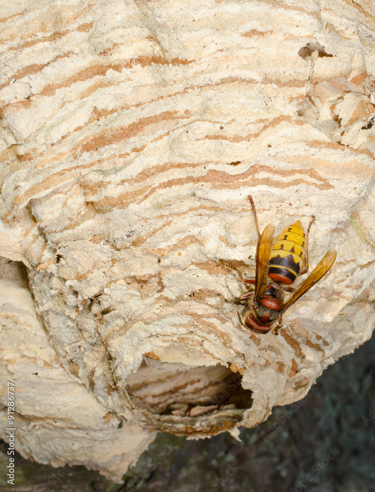 Hornisse gelandet StockFoto Adobe Stock