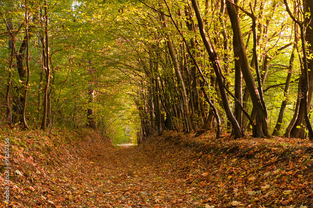 Obraz premium Path covered with foliage in autumn forest