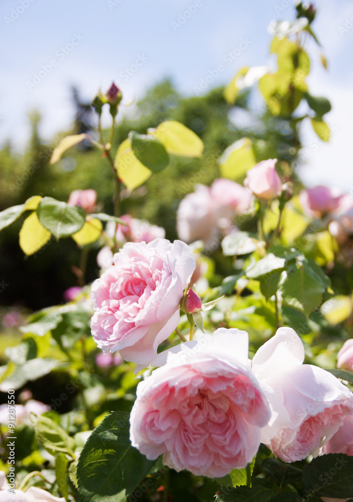 Obraz premium rose bushes