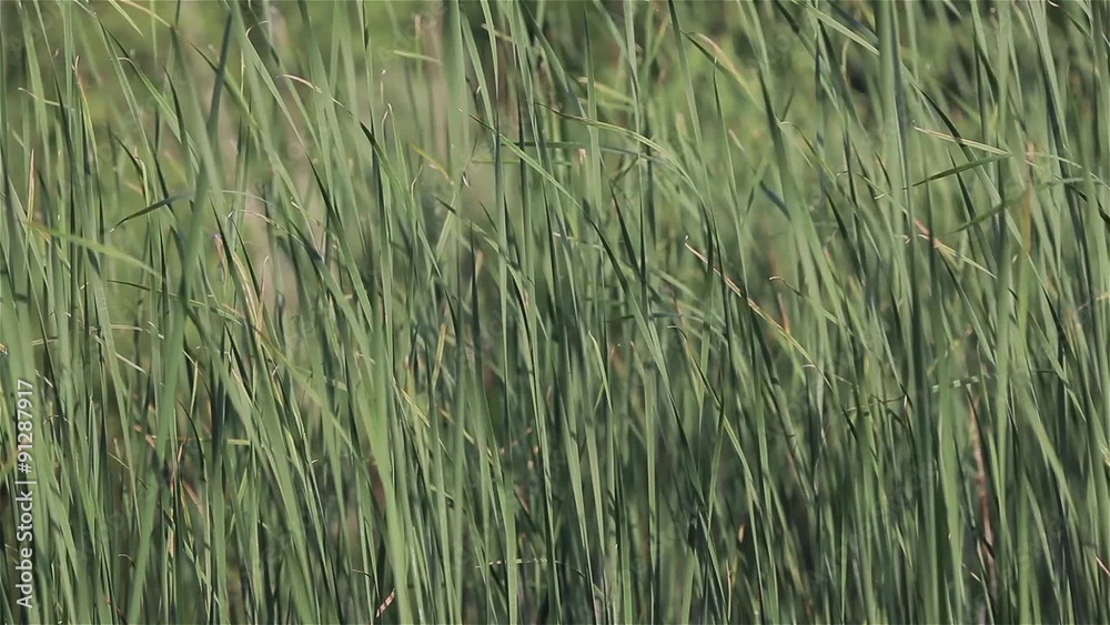 Field of green grass swaying in wind Field of green grass swaying in wind