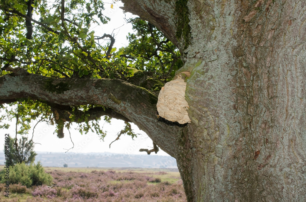 Fototapeta premium Hornissennest in Eiche, Heide