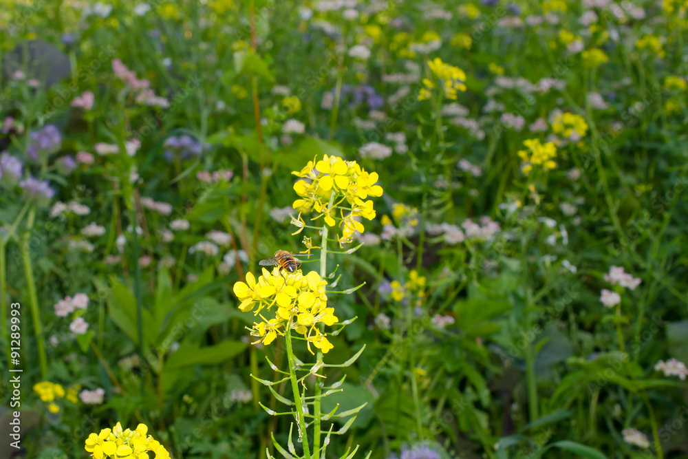 Fototapeta premium Sommerblumen mit Schwebfliege