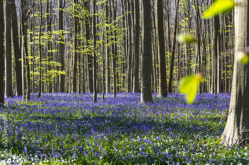 Bluebells in April, Tranendal (Teardrop Valley) in Hallerbos, Belgium