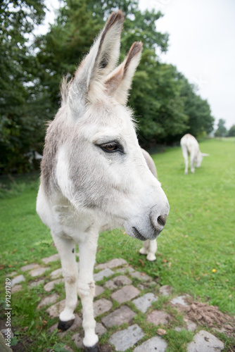 White   gray donkey in a pasture