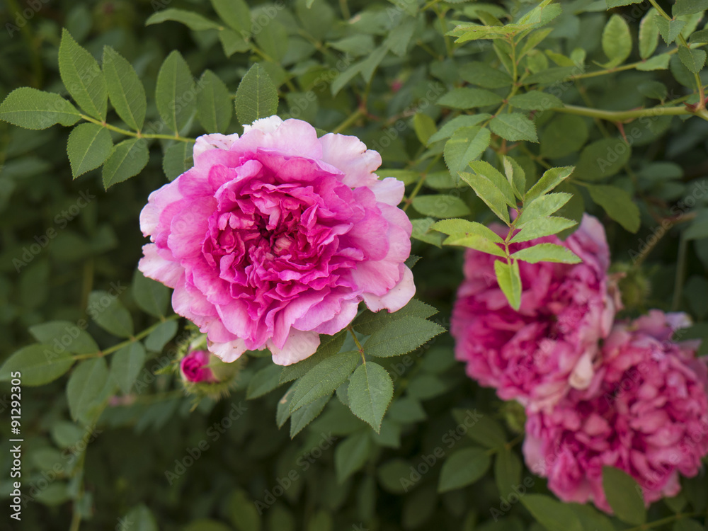 Peony flowerin Historic Jamestown on the James River where the earliest European settlers established their first colony in Virginia USA Peony flowerin Historic Jamestown on the James River where the earliest European settlers established their first colony in Virginia USA