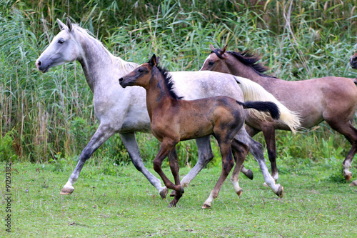 Herd of arabian purebred horses running through the meadow summertime