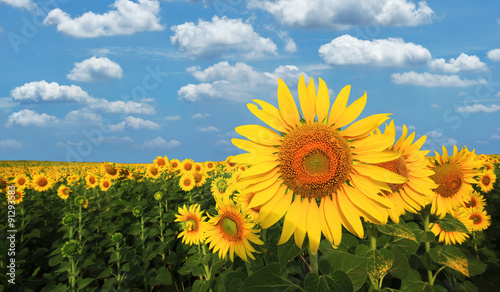 sunflower in the field with beautiful sky background