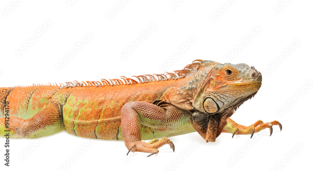 Obraz premium Orange green iguana isolated on white background
