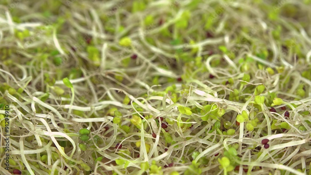 Heap of rotating Broccoli Sprouts (not loopable 4K footage) Heap of rotating Broccoli Sprouts (not loopable 4K footage)