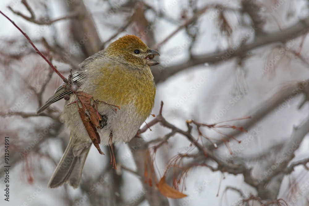 Female Pine Grosbeak with Crabapples Female Pine Grosbeak with Crabapples