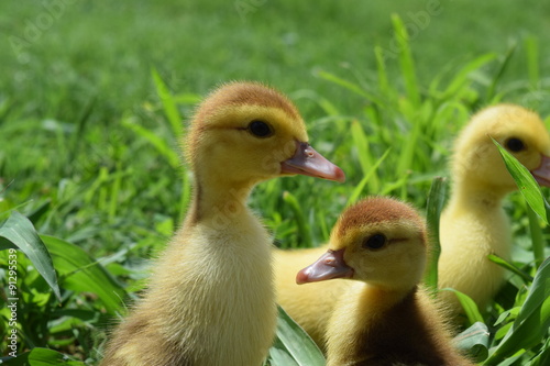 Ducklings of a musky duck