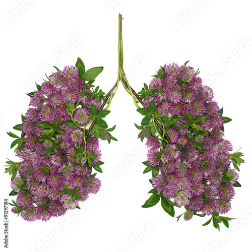 Healthy lungs