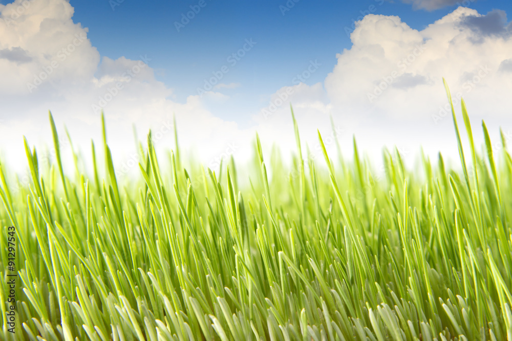 Fototapeta premium Wheat field against the blue sky