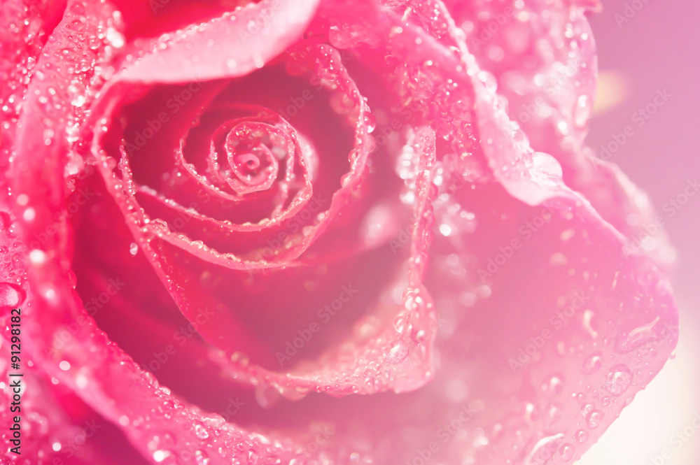 rose red rose red