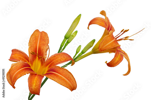 Orange Daylily Flower
