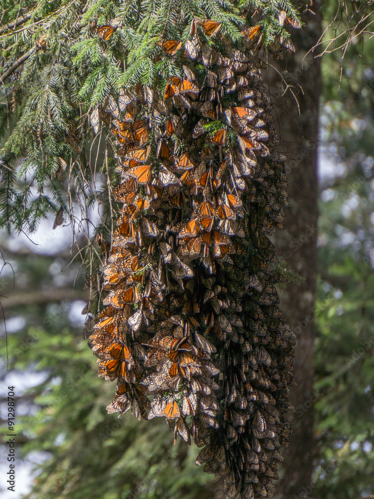 Fototapeta premium Monarch Butterflies on tree branch in Michoacan, Mexico