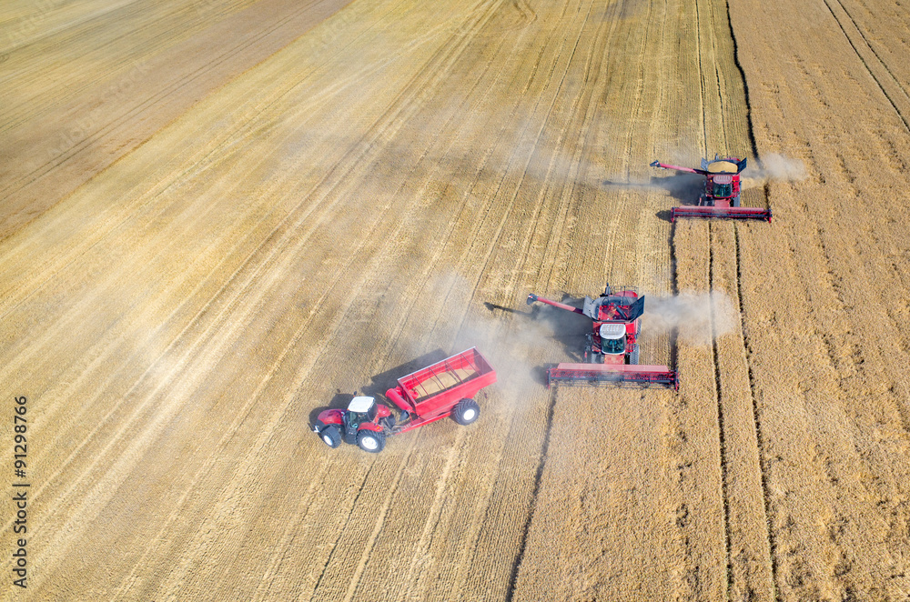 Fototapeta premium Combines and tractors working on the wheat field