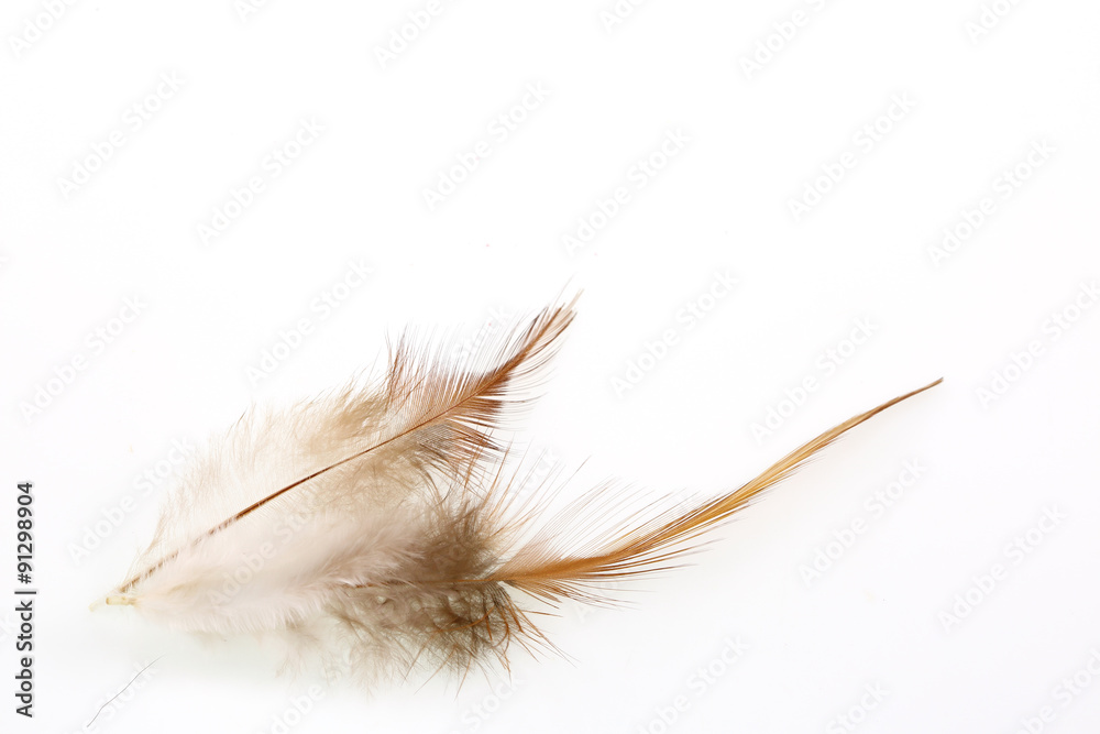 feather on a white background.for design. feather on a white background.for design.