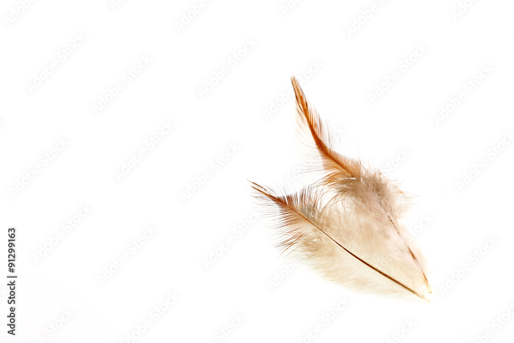 feather on a white background.for design. feather on a white background.for design.