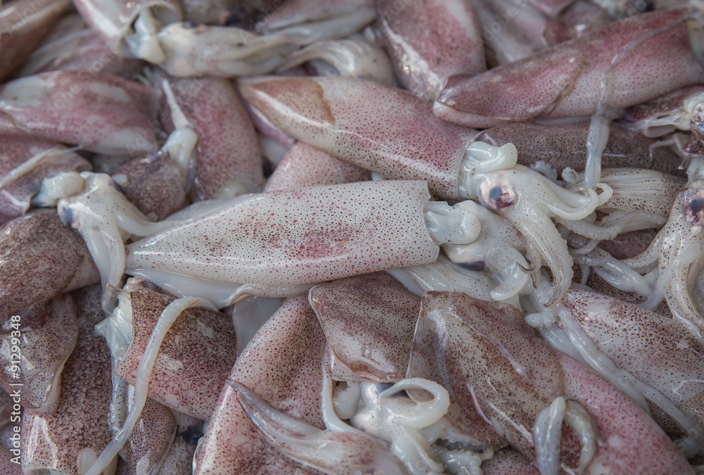 fresh squid on the market