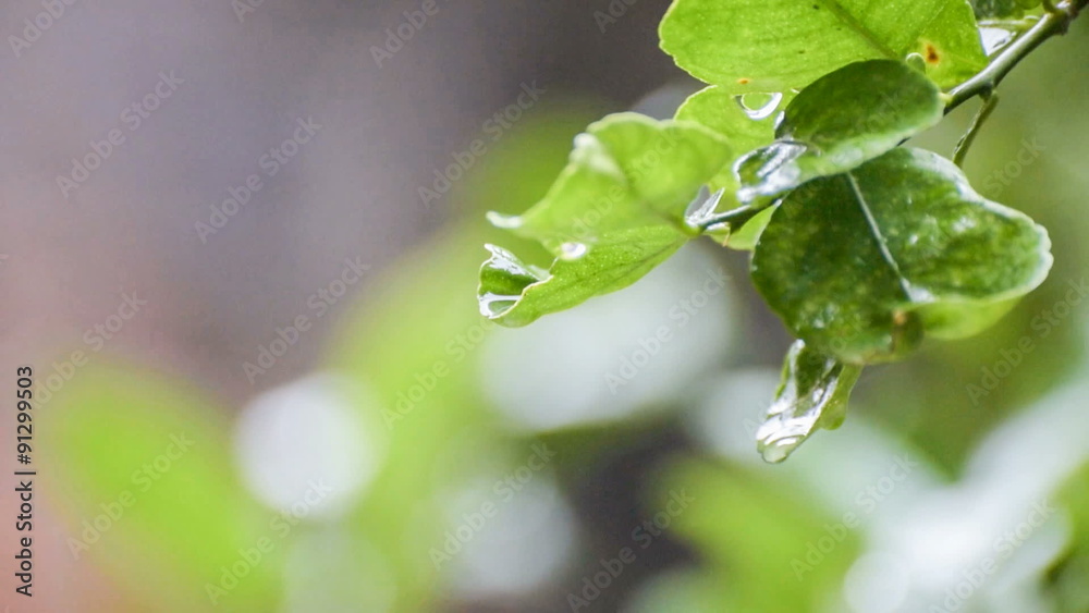 Rain drops falling from wet leaf, beautiful natural HD stock footage , seasonal and environmental background Rain drops falling from wet leaf, beautiful natural HD stock footage , seasonal and environmental background