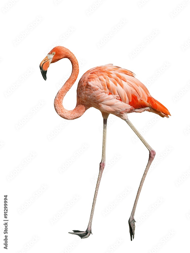 Obraz premium Cuban Flamingo