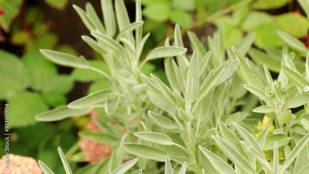 Sage bush in herbal garden - Steadicam handheld HD 1080 close up; no people, Sage bush in herbal garden - Steadicam handheld HD 1080 close up; no people,