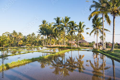 Rice paddies near Ubud in Bali