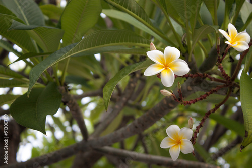 Wallpaper Mural Plumeria (Frangipani) Torontodigital.ca