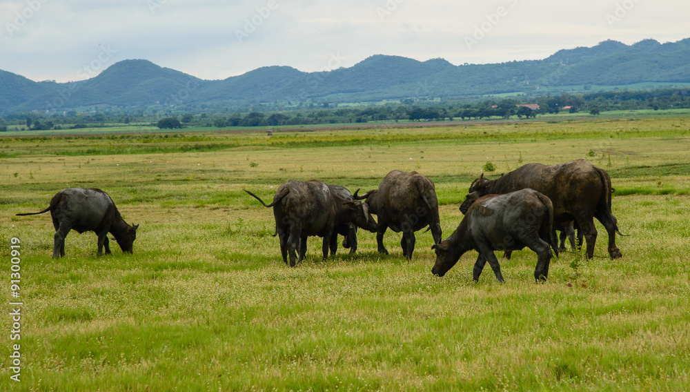 Buffalo