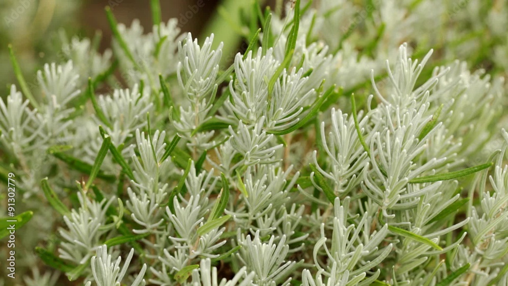 Lavender bush at late summer - HD 1080 steadicam handheld close up; no people, 