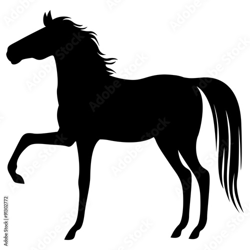 Silhouette beautiful horse