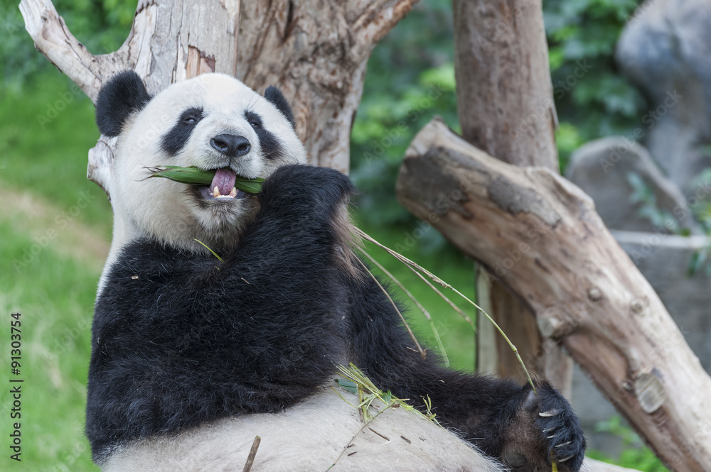 Obraz premium Giant panda bear eating bamboo leaf