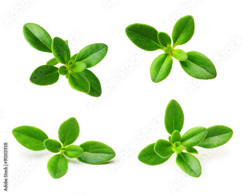 Fotografie, Obraz Thyme fresh herb isolated