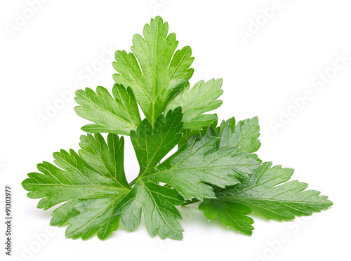 Parsley herb isolated photo