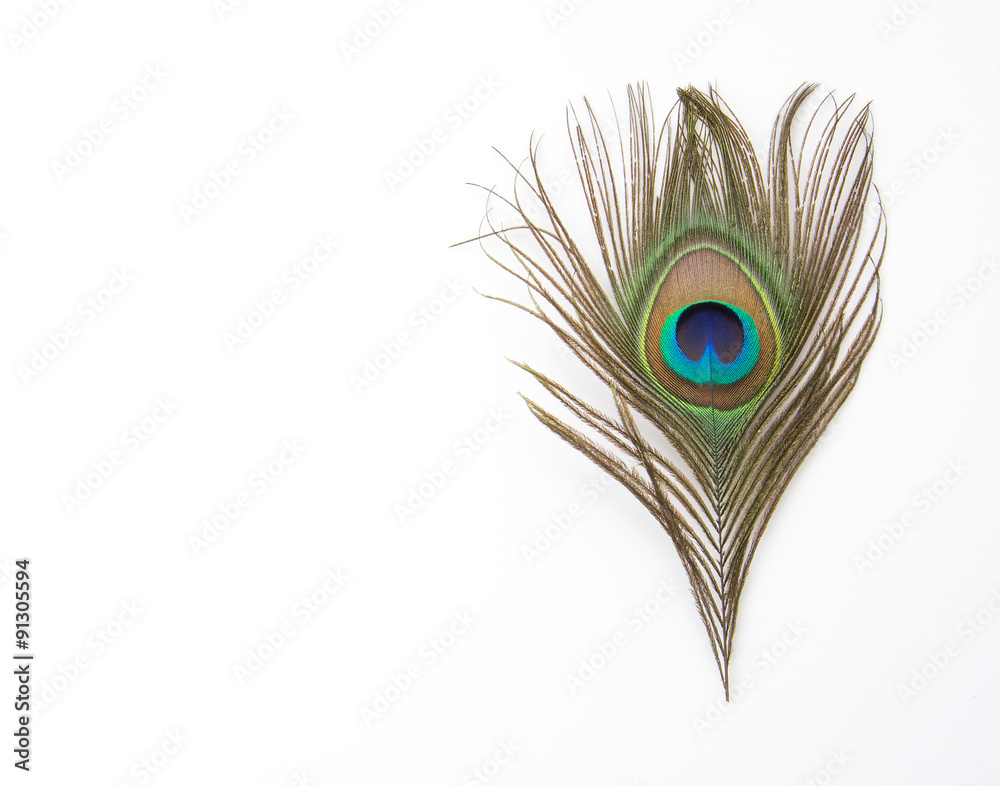 Fototapeta premium peacock