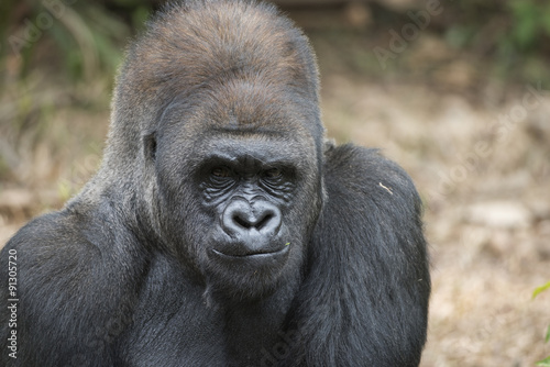 Western Lowland Silverback Gorilla