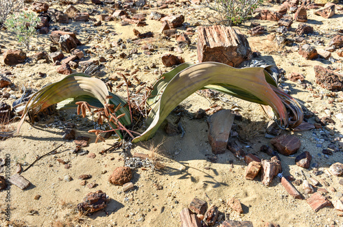 Petrified Forest, Namibia photo