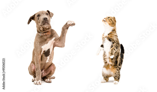 Playful puppy Pit bull and a cat Scottish Fold 